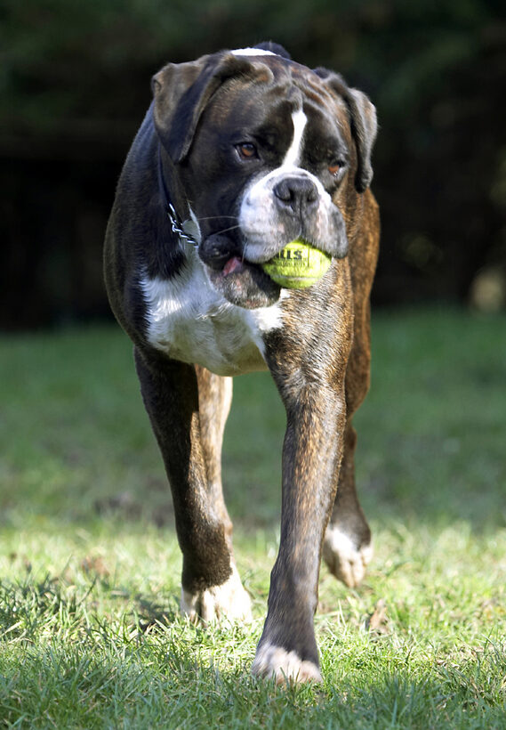 Ball, Boxer, Boxers, Dog, Dogs, George, Play, Playing, Playtime