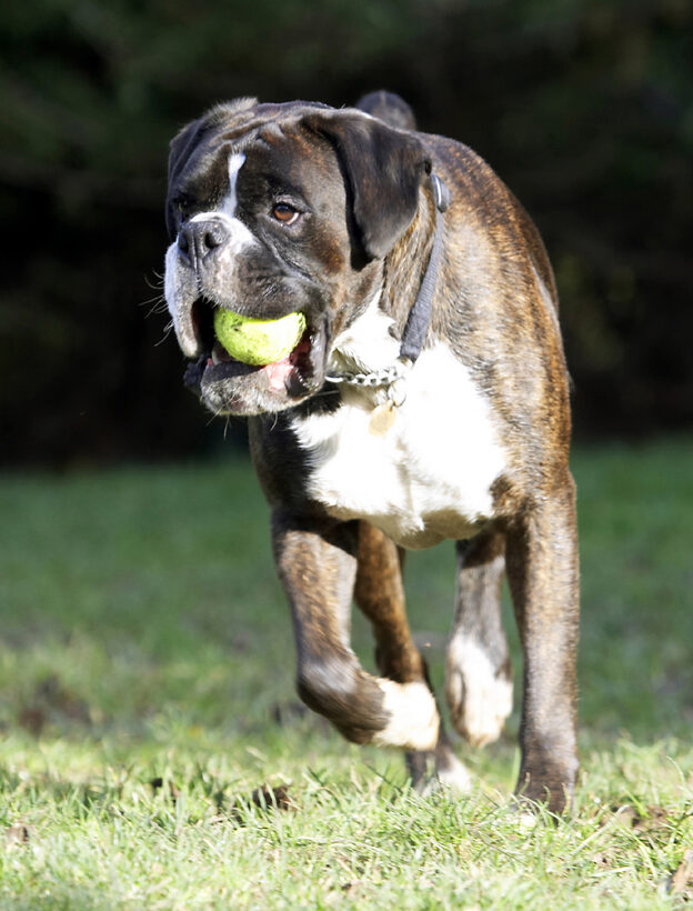 Ball, Boxer, Boxers, Dog, Dogs, George, Play, Playing, Playtime, Zac