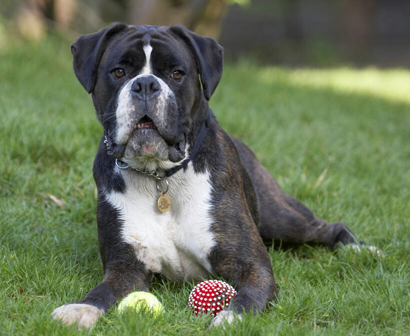 Ball, Boxer, Boxers, Dog, Dogs, George, Play, Playing, Playtime
