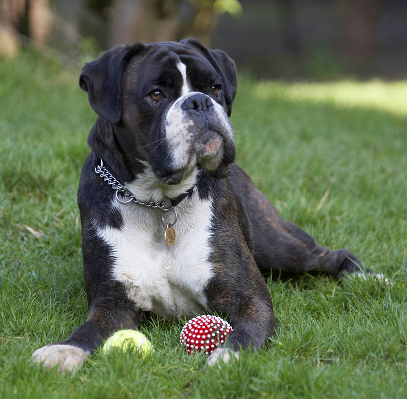 Ball, Boxer, Boxers, Dog, Dogs, George, Play, Playing, Playtime
