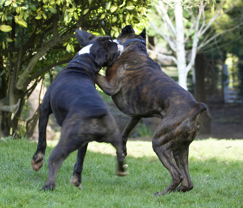 Boxer, Boxers, Dog, Dogs, George, Play, Playing, Playtime, Zac
