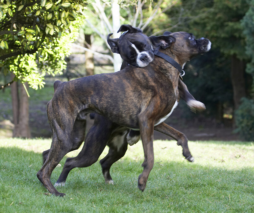 Boxer, Boxers, Dog, Dogs, George, Play, Playing, Playtime, Zac
