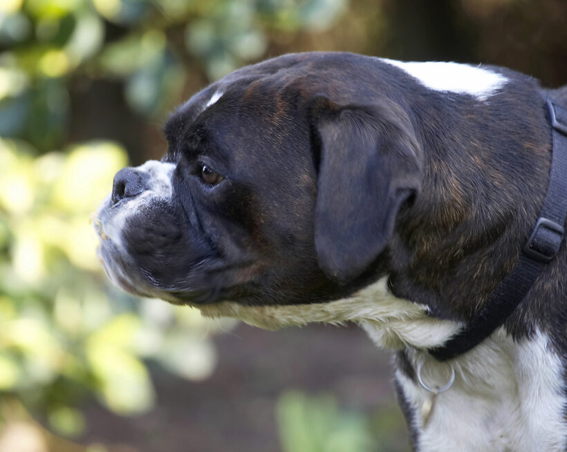Boxer, Boxers, Butter, Dog, Dogs, George, Peanut, Play, Playing, Playtime