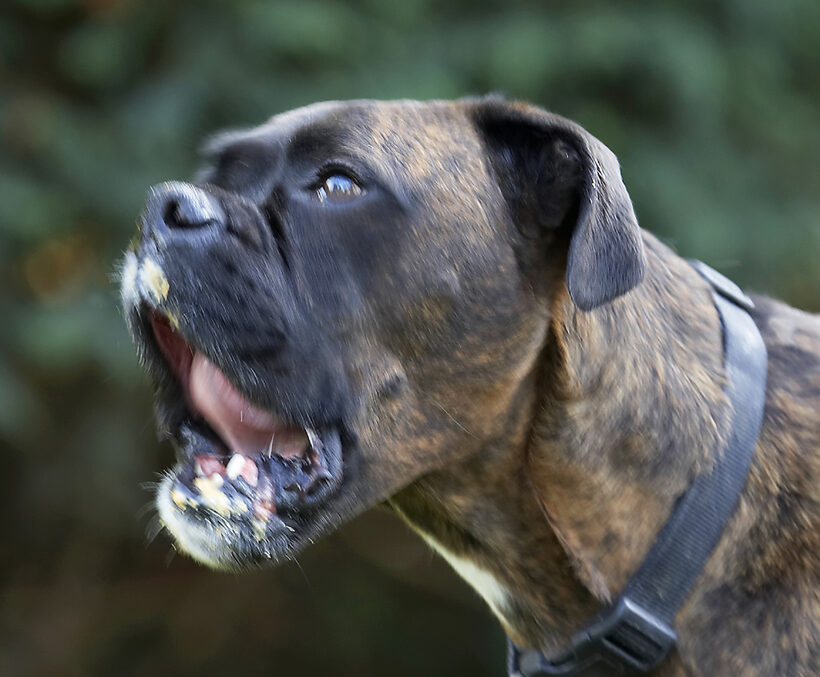 Boxer, Boxers, Butter, Dog, Dogs, Peanut, Play, Playing, Playtime, Zac