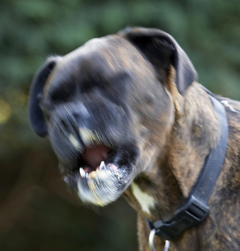 Boxer, Boxers, Dog, Dogs, Play, Playing, Playtime, Zac