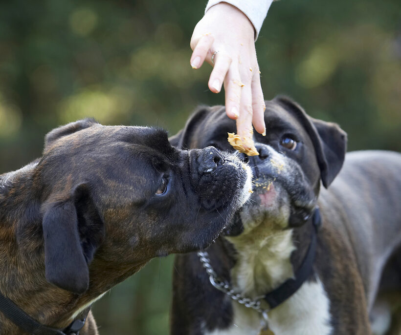 Boxer, Boxers, Butter, Dog, Dogs, George, Peanut, Play, Playing, Playtime, Zac