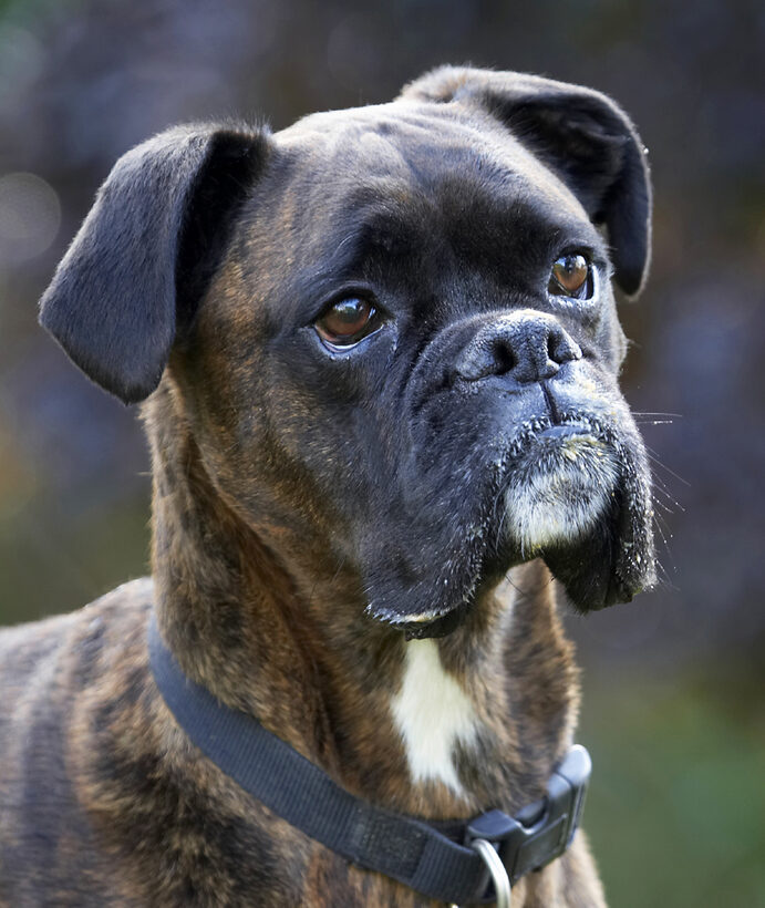 Boxer, Boxers, Dog, Dogs, Play, Playing, Playtime, Zac