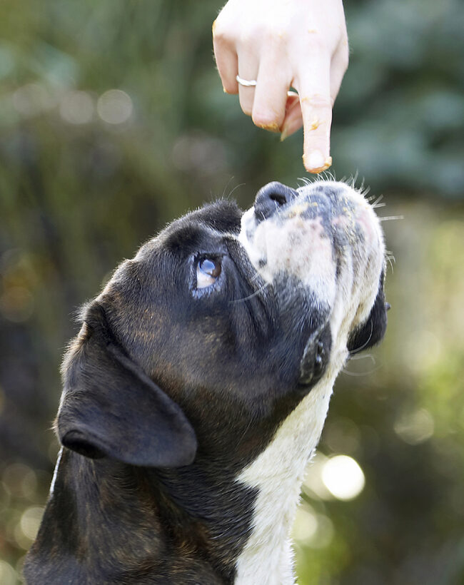 Boxer, Boxers, Dog, Dogs, George, Play, Playing, Playtime
