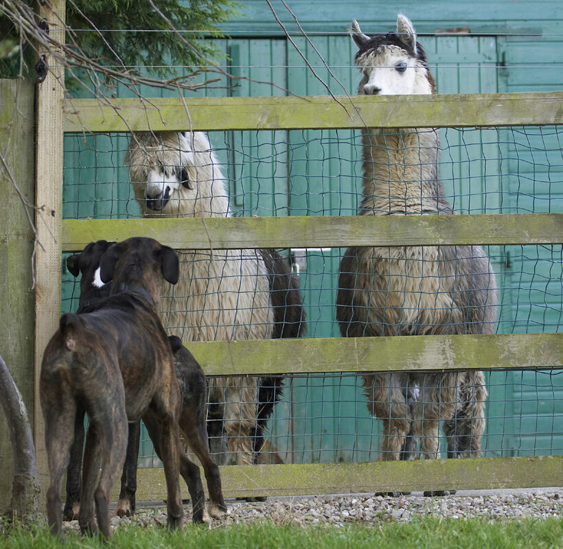 Alpacas, Boxer, Boxers, Dog, Dogs, George, Play, Playing, Playtime, Zac