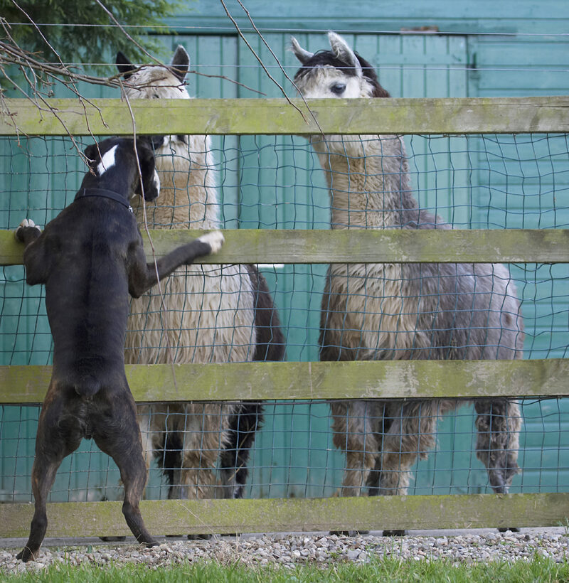 Alpacas, Boxer, Boxers, Dog, Dogs, George, Play, Playing, Playtime