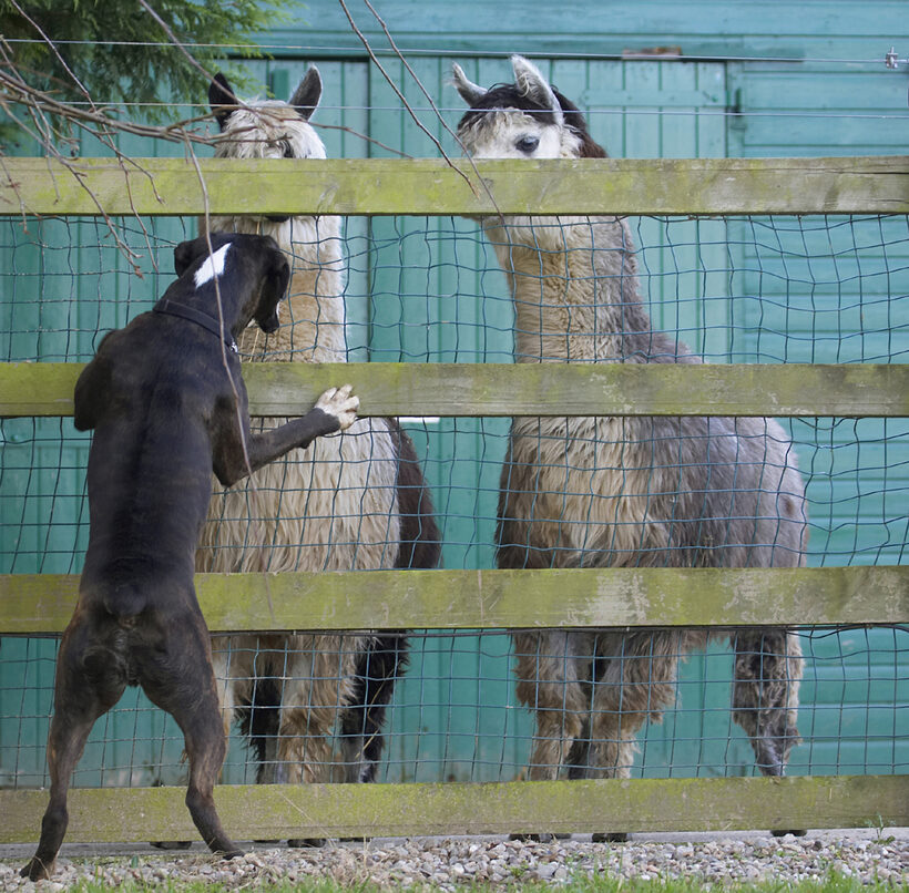 Alpacas, Boxer, Boxers, Dog, Dogs, George, Play, Playing, Playtime