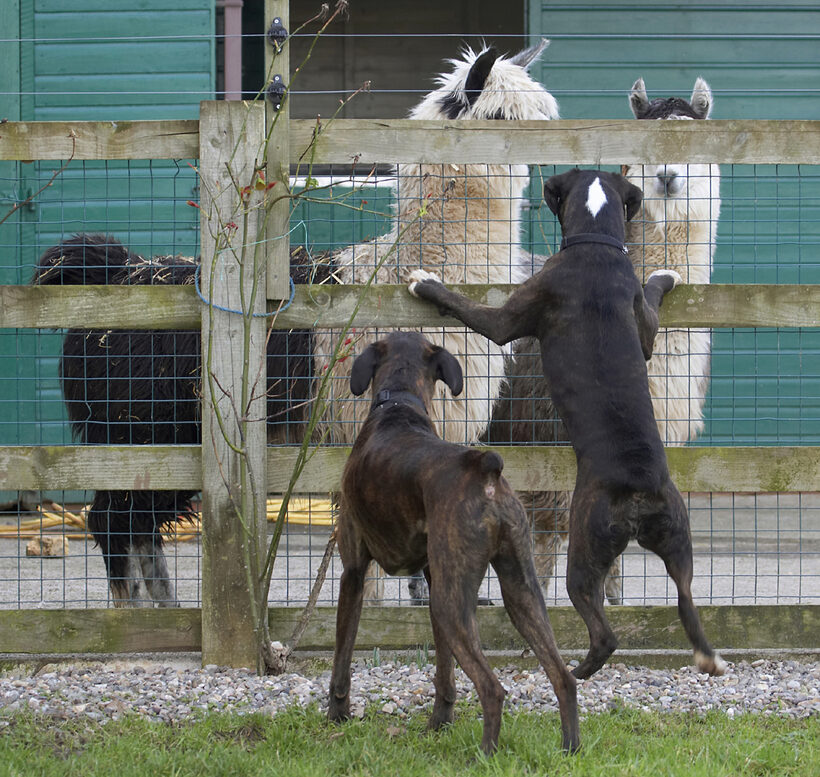 Alpacas, Boxer, Boxers, Dog, Dogs, George, Play, Playing, Playtime, Zac