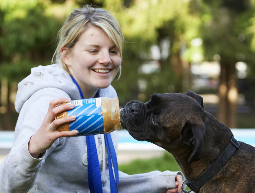 Blonde, Boxer, Boxers, Butter, Dog, Dogs, Kate, Peanut, Play, Playing, Playtime, Smile, Smiling, Woman, Zac