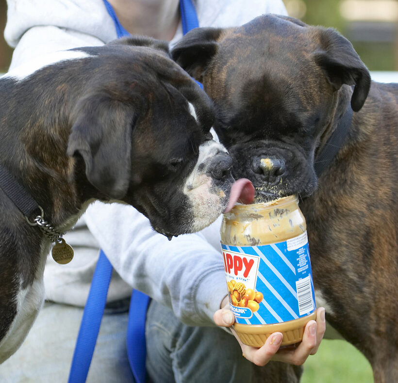Boxer, Boxers, Butter, Dog, Dogs, George, Peanut, Play, Playing, Playtime, Tongue, Zac