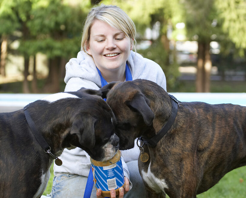 Best, Blonde, Boxer, Boxers, Butter, Dog, Dogs, Friends, George, Kate, Peanut, Play, Playing, Playtime, Smile, Smiling, Woman, Zac