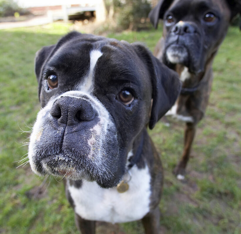 Boxer, Boxers, Dog, Dogs, George, Play, Playing, Playtime, Zac