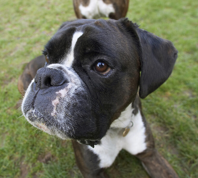 Boxer, Boxers, Dog, Dogs, George, Head, Play, Playing, Playtime, Portrait, Pose, Posing