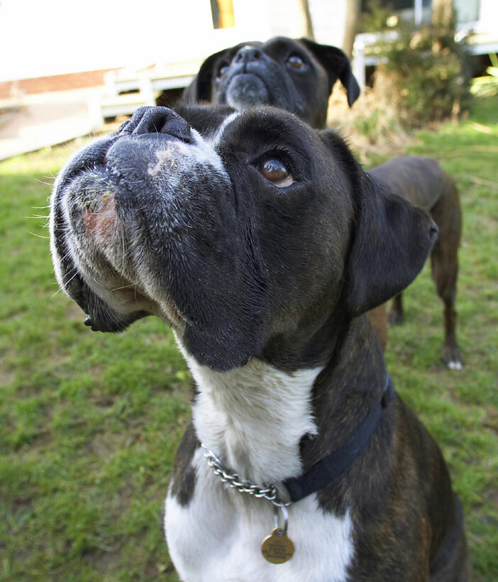 Boxer, Boxers, Dog, Dogs, George, Play, Playing, Playtime, Zac