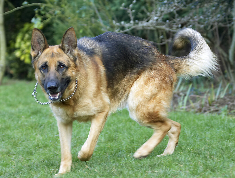 Alsatian, Dog, Dogs, Enoch, German, Play, Playing, Playtime, Shepherd