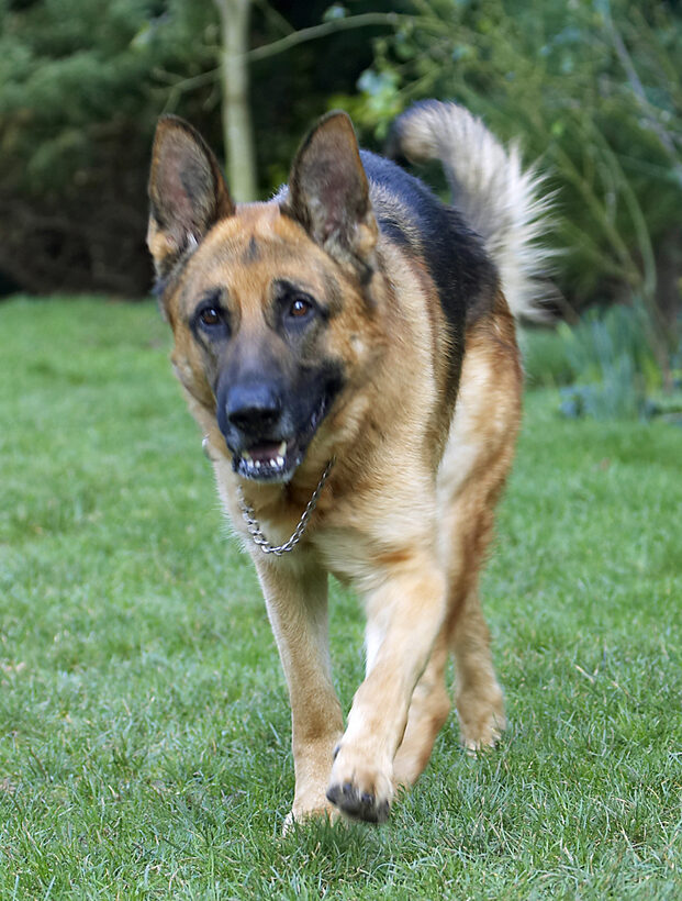 Alsatian, Dog, Dogs, Enoch, German, Play, Playing, Playtime, Shepherd