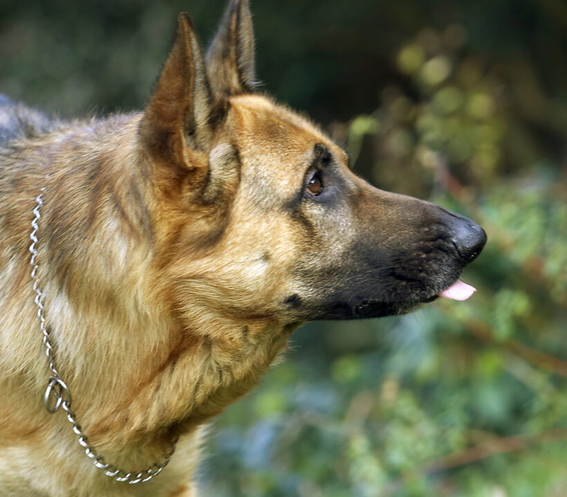 Alsatian, Dog, Dogs, Enoch, German, Head, Play, Playing, Playtime, Profile, Shepherd, Tongue