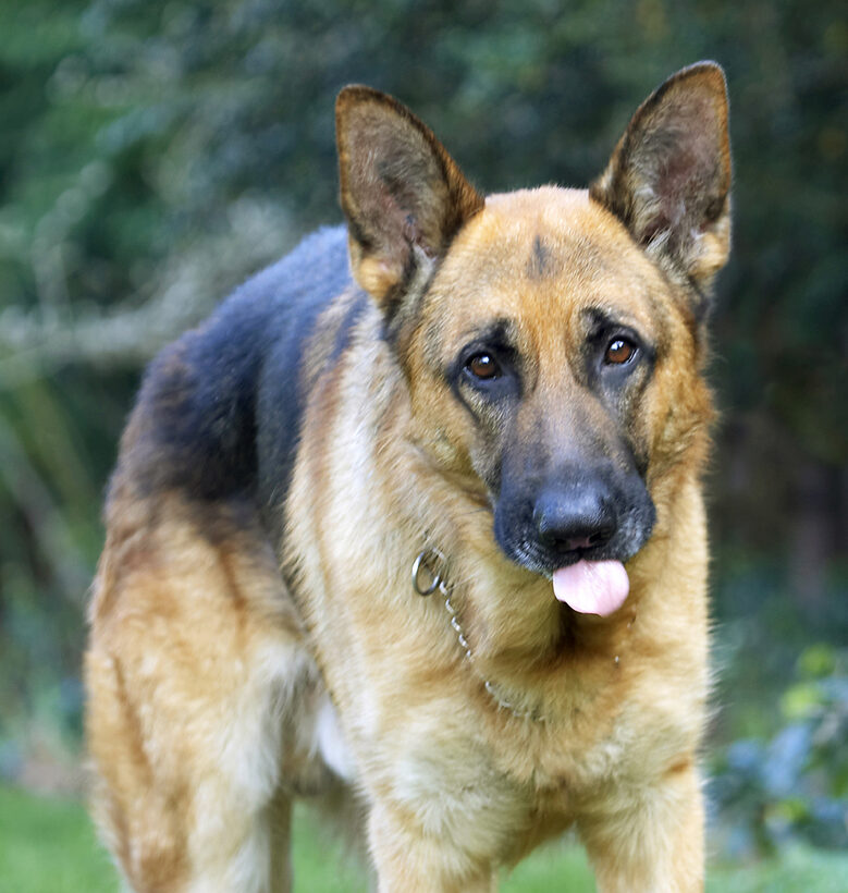 Alsatian, Butter, Dog, Dogs, Enoch, German, Peanut, Play, Playing, Playtime, Shepherd, Tongue
