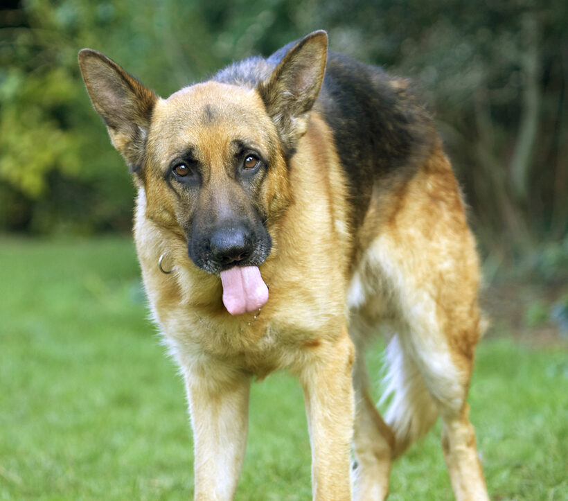 Alsatian, Butter, Dog, Dogs, Enoch, German, Peanut, Play, Playing, Playtime, Shepherd, Tongue