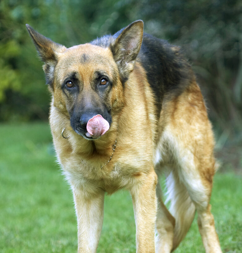 Alsatian, Butter, Dog, Dogs, Enoch, German, Peanut, Play, Playing, Playtime, Shepherd, Tongue