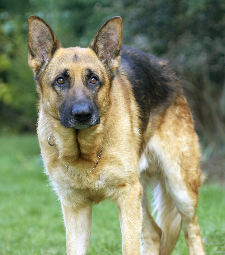 Alsatian, Dog, Dogs, Enoch, German, Play, Playing, Playtime, Shepherd