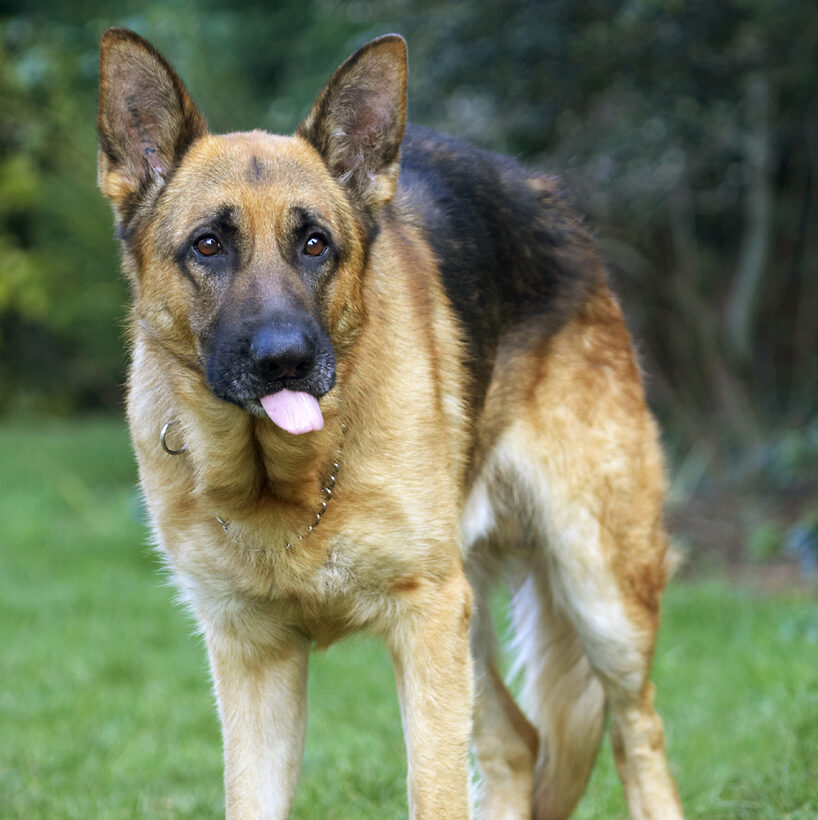 Alsatian, Butter, Dog, Dogs, Enoch, German, Peanut, Play, Playing, Playtime, Shepherd, Tongue
