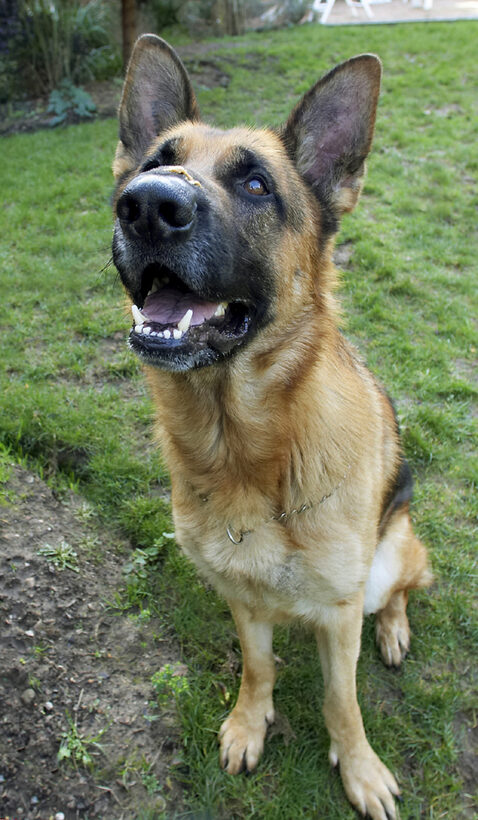 Alsatian, Butter, Dog, Dogs, Enoch, German, Peanut, Play, Playing, Playtime, Shepherd, Sit, Sitting