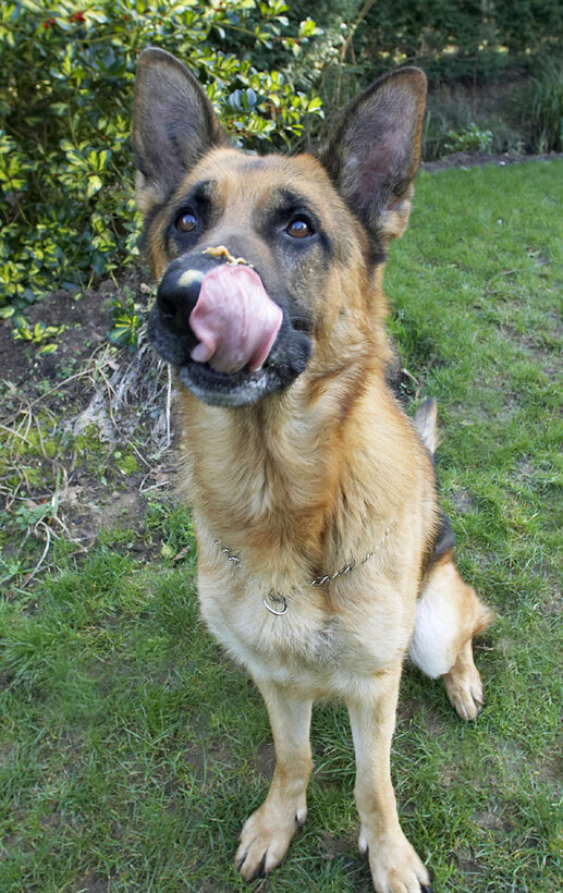 Alsatian, Butter, Dog, Dogs, Enoch, German, Peanut, Play, Playing, Playtime, Shepherd, Sit, Sitting, Tongue