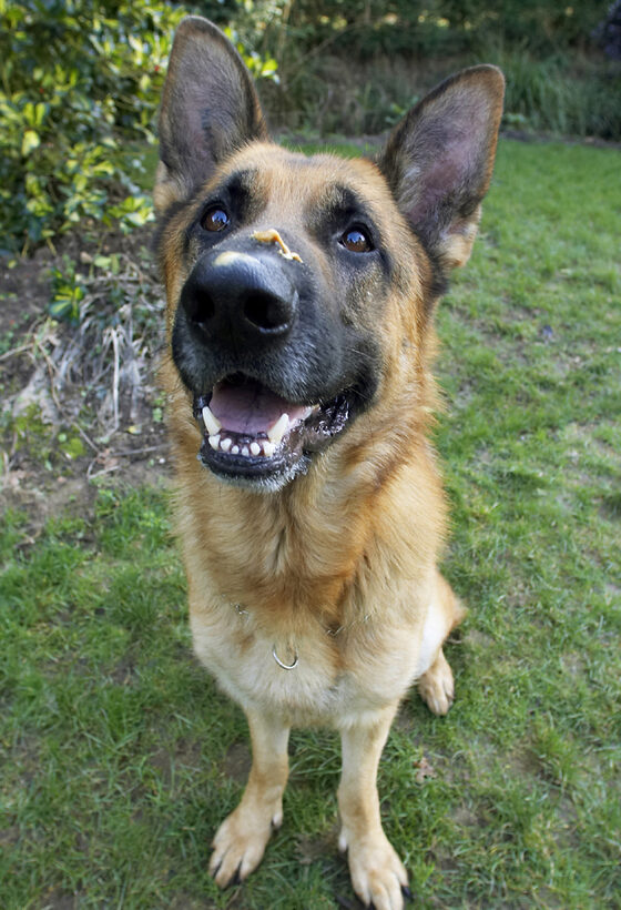 Alsatian, Butter, Dog, Dogs, Enoch, German, Peanut, Play, Playing, Playtime, Shepherd, Smile, Smiling