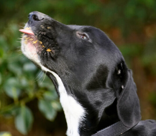 Boogla, Bougla, Butter, Dog, Dogs, Peanut, Spaniels, Springer Spaniel, Staffordshire Bull Terrier, Terriers, Tongue