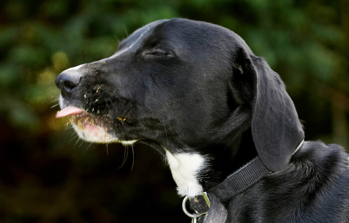 Boogla, Bougla, Dog, Dogs, Eat, Eating, Spaniels, Springer Spaniel, Staffordshire Bull Terrier, Terriers, Tongue