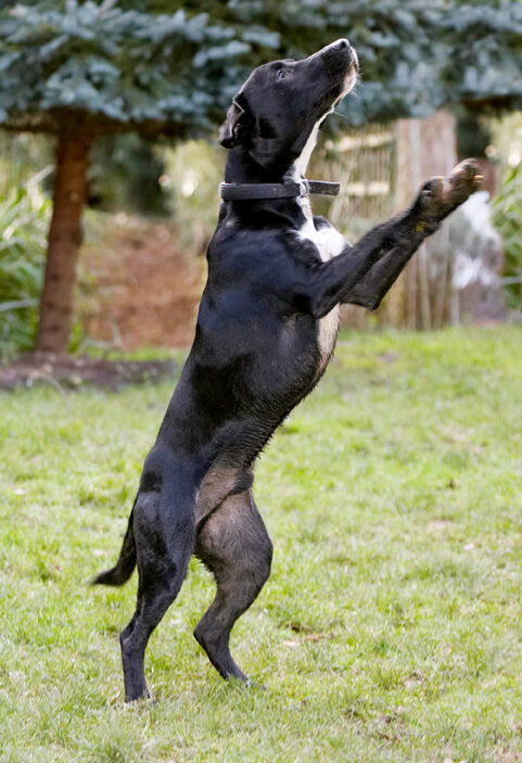 Boogla, Bougla, Dog, Dogs, Jump, Jumping, Leap, Leaping, Spaniels, Springer Spaniel, Staffordshire Bull Terrier, Terriers