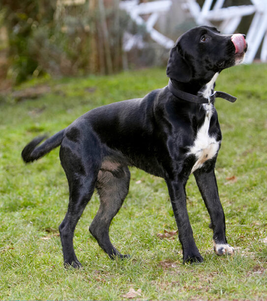 Boogla, Bougla, Dog, Dogs, Spaniels, Springer Spaniel, Staffordshire Bull Terrier, Stand, Standing, Terriers, Tongue