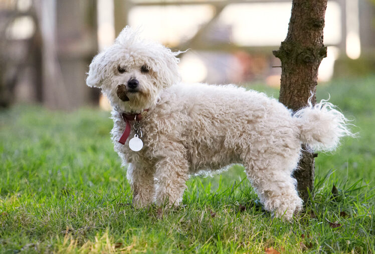 Bolognese, Dog, Dogs, Lulu, Play, Playing, Playtime, Stand, Standing