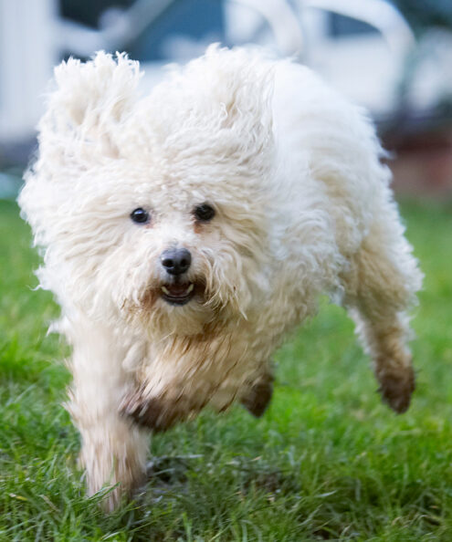 Bolognese, Dog, Dogs, Lulu, Oscar, Play, Playing, Playtime, Run, Running