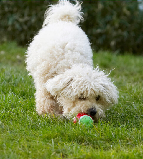 Ball, Bolognese, Dog, Dogs, Lulu, Play, Playing, Playtime