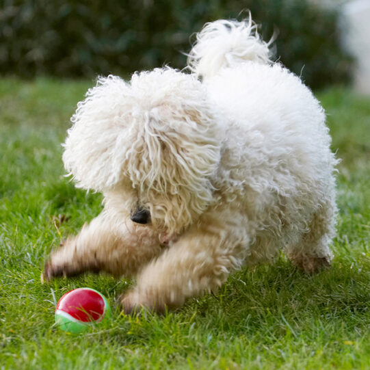 Ball, Bolognese, Dog, Dogs, Lulu, Play, Playing, Playtime