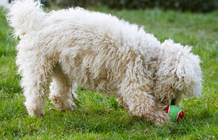 Ball, Bolognese, Dog, Dogs, Lulu, Play, Playing, Playtime