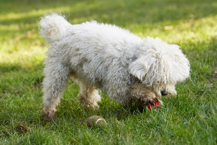 Ball, Bolognese, Dog, Dogs, Lulu, Play, Playing, Playtime