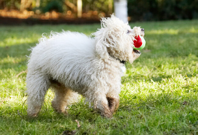 Ball, Bolognese, Dog, Dogs, Play, Playing, Playtime, Run, Running