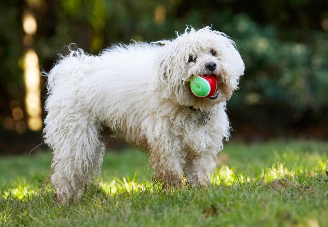 Ball, Bolognese, Dog, Dogs, Oscar, Play, Playing, Playtime, Stand, Standing