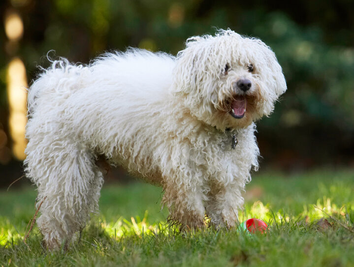 Bolognese, Dog, Dogs, Oscar, Play, Playing, Playtime, Tongue