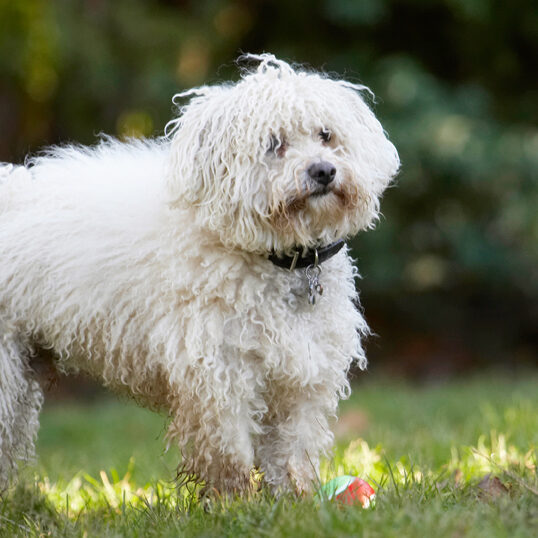 Bolognese, Dog, Dogs, Oscar, Play, Playing, Playtime