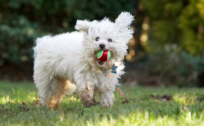 Ball, Bolognese, Dog, Dogs, Oscar, Play, Playing, Playtime