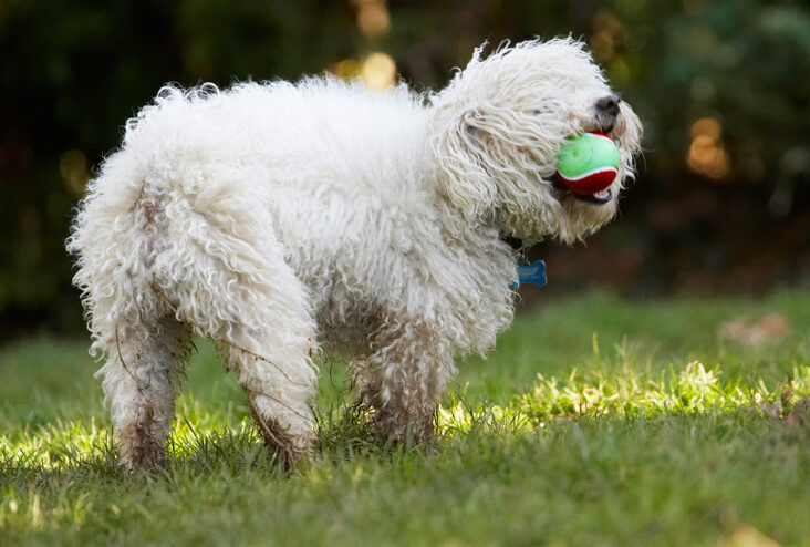 Ball, Bolognese, Dog, Dogs, Oscar, Play, Playing, Playtime