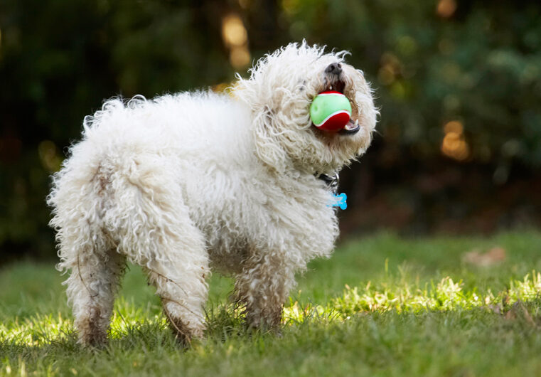 Ball, Bolognese, Dog, Dogs, Oscar, Play, Playing, Playtime